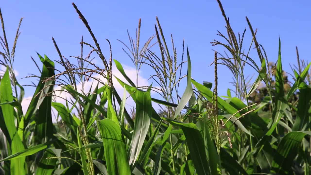 在午后的微风吹拂下，田野里年轻的玉米的美丽。视频素材