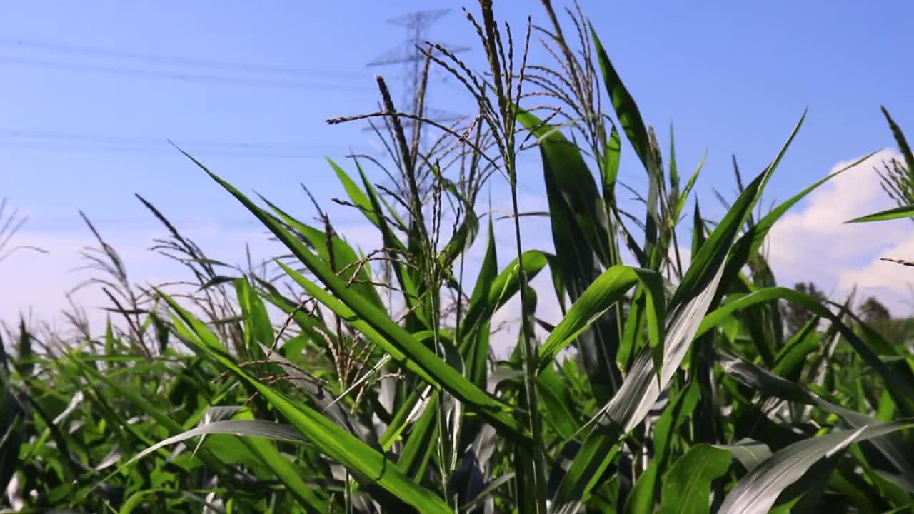 在午后的微风吹拂下，田野里年轻的玉米的美丽。视频素材