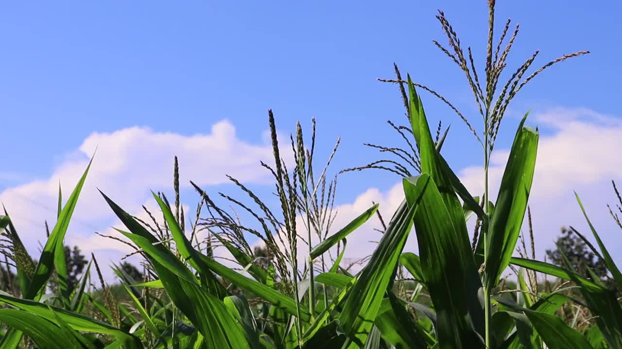 在午后的微风吹拂下，田野里年轻的玉米的美丽。视频素材