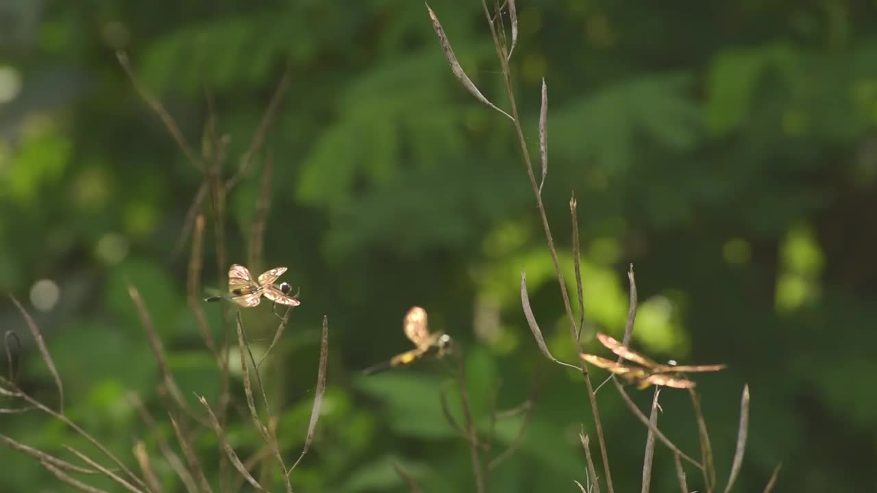 蜻蜓在树枝上休息视频下载