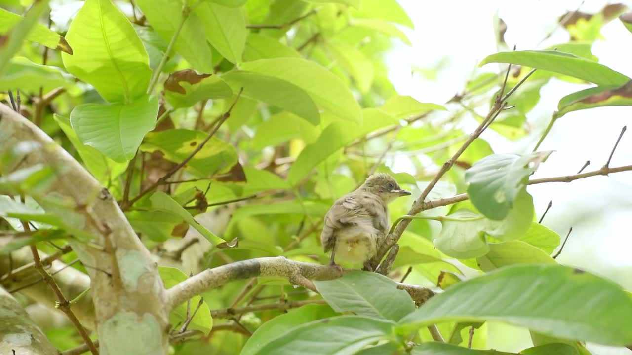 饥饿的雏鸟:在茂密的树梢上，父母喂养雏鸟。视频下载