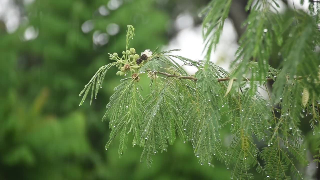 白色的罂粟，白色的银合欢，郁郁葱葱的绿叶上的温柔的雨视频下载