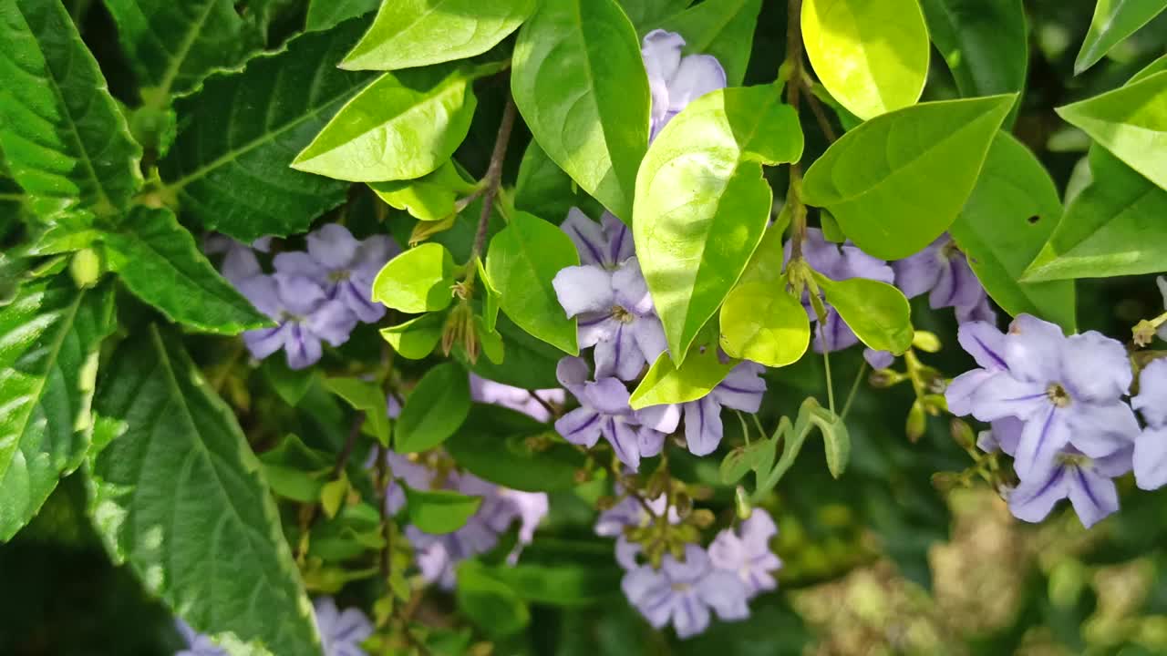 小螳螂在榴莲花上视频素材