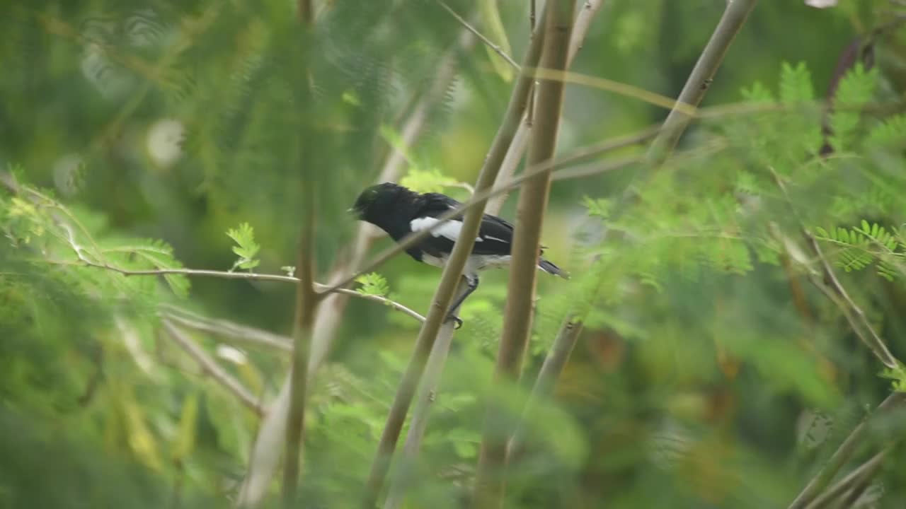 东方喜鹊知更鸟栖息在树枝间视频下载