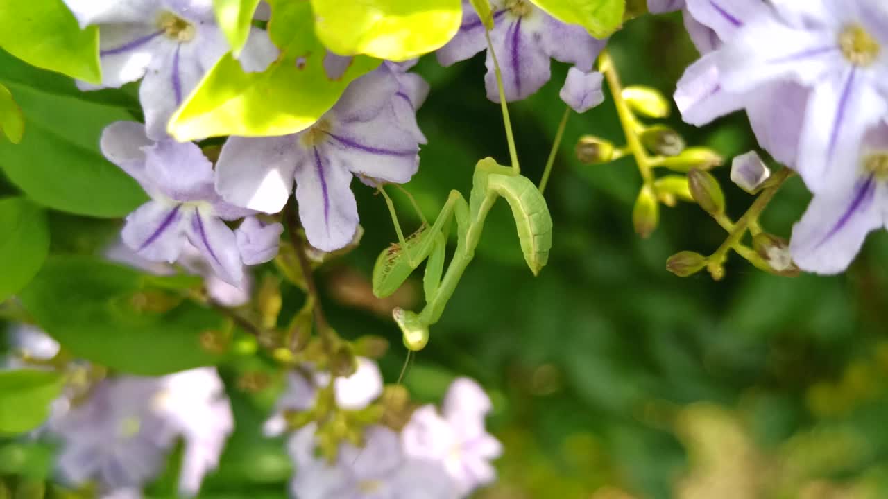 螳螂很有趣视频素材