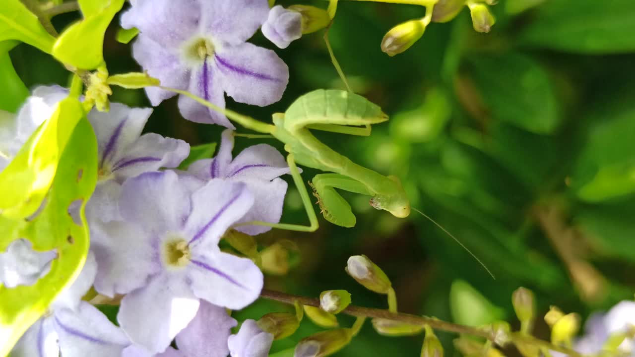 螳螂很有趣视频素材