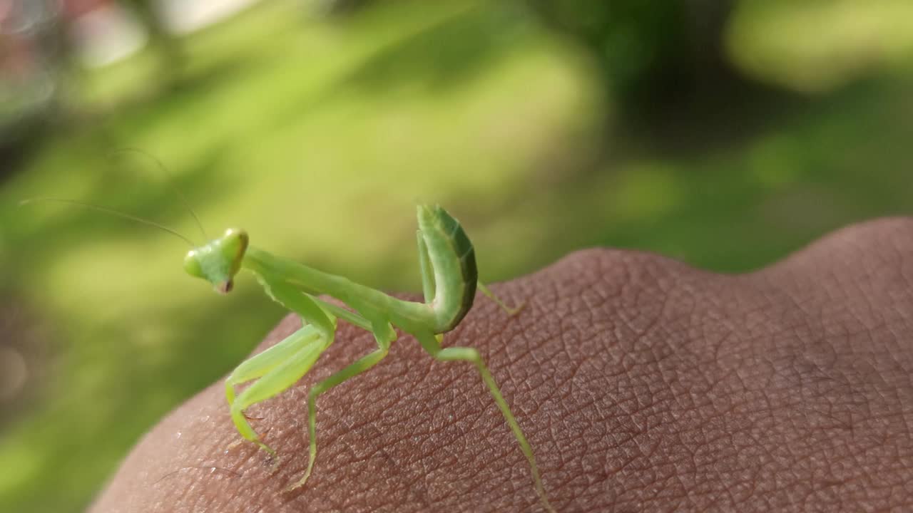 螳螂很有趣视频素材