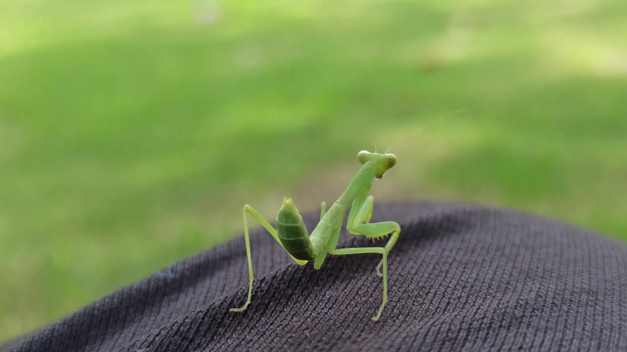 螳螂很有趣视频素材