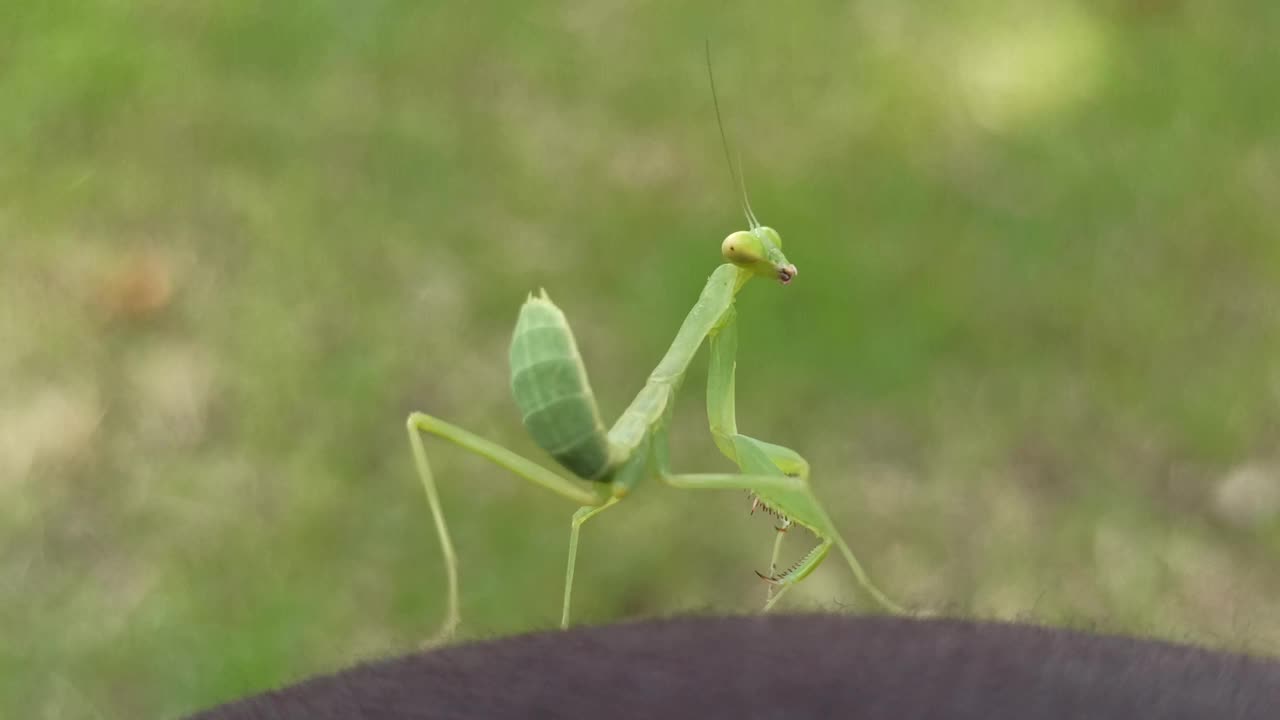 螳螂很有趣视频素材