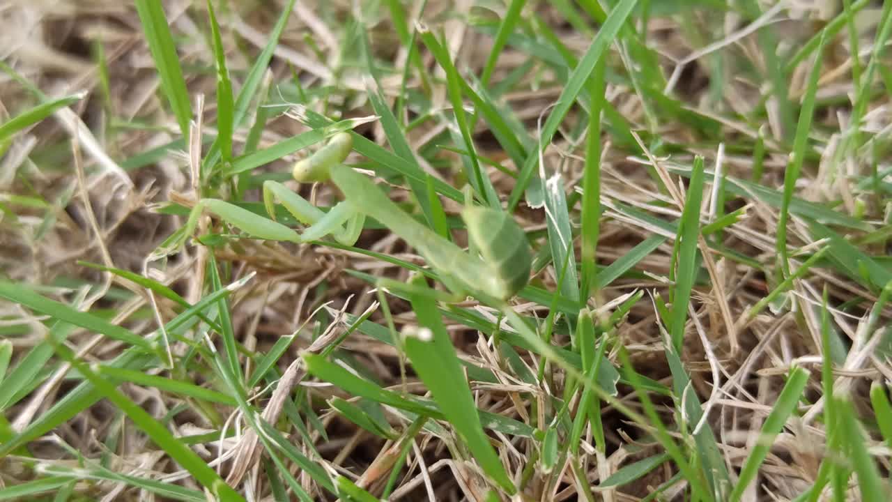 螳螂很有趣视频素材