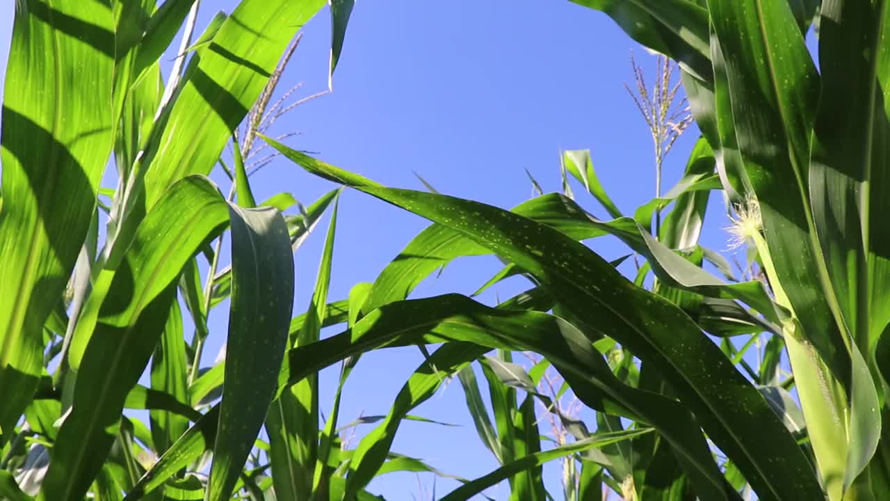 在午后的微风吹拂下，田野里年轻的玉米的美丽。视频下载