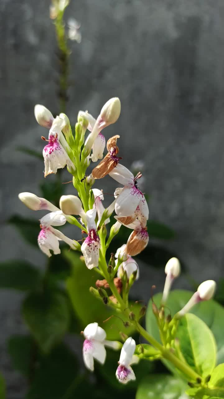 Pseuderanthemum reticulatum视频素材