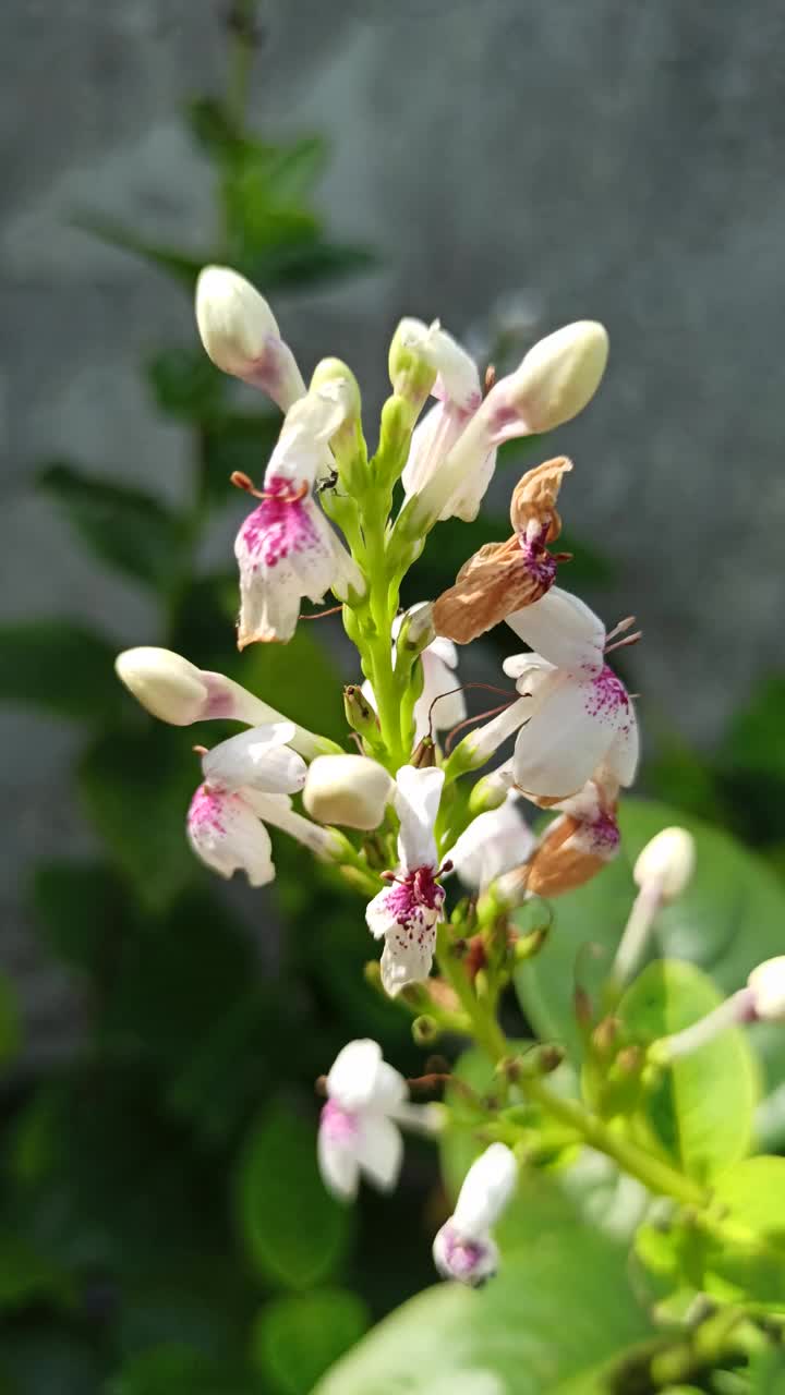 网纹牛膝视频素材