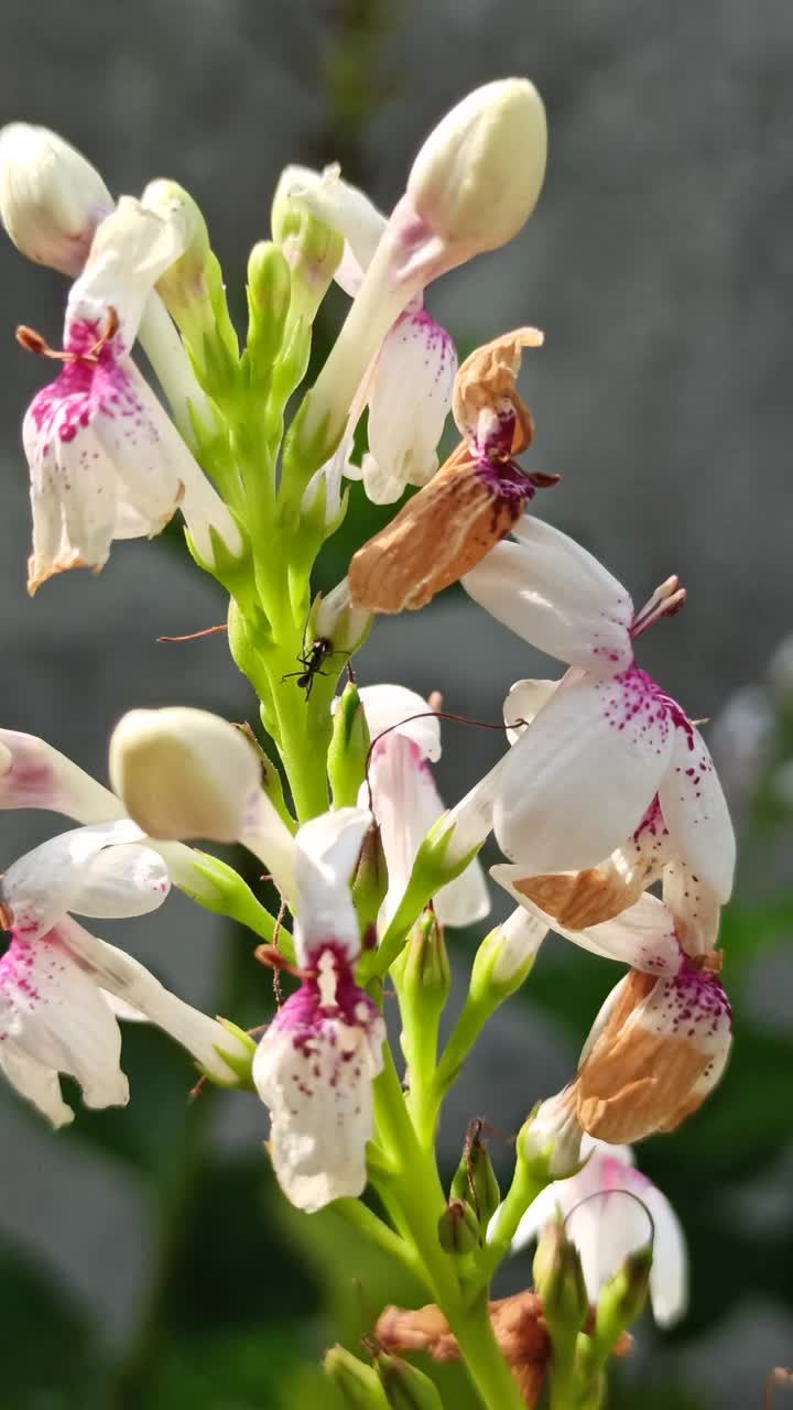 Pseuderanthemum reticulatum视频素材