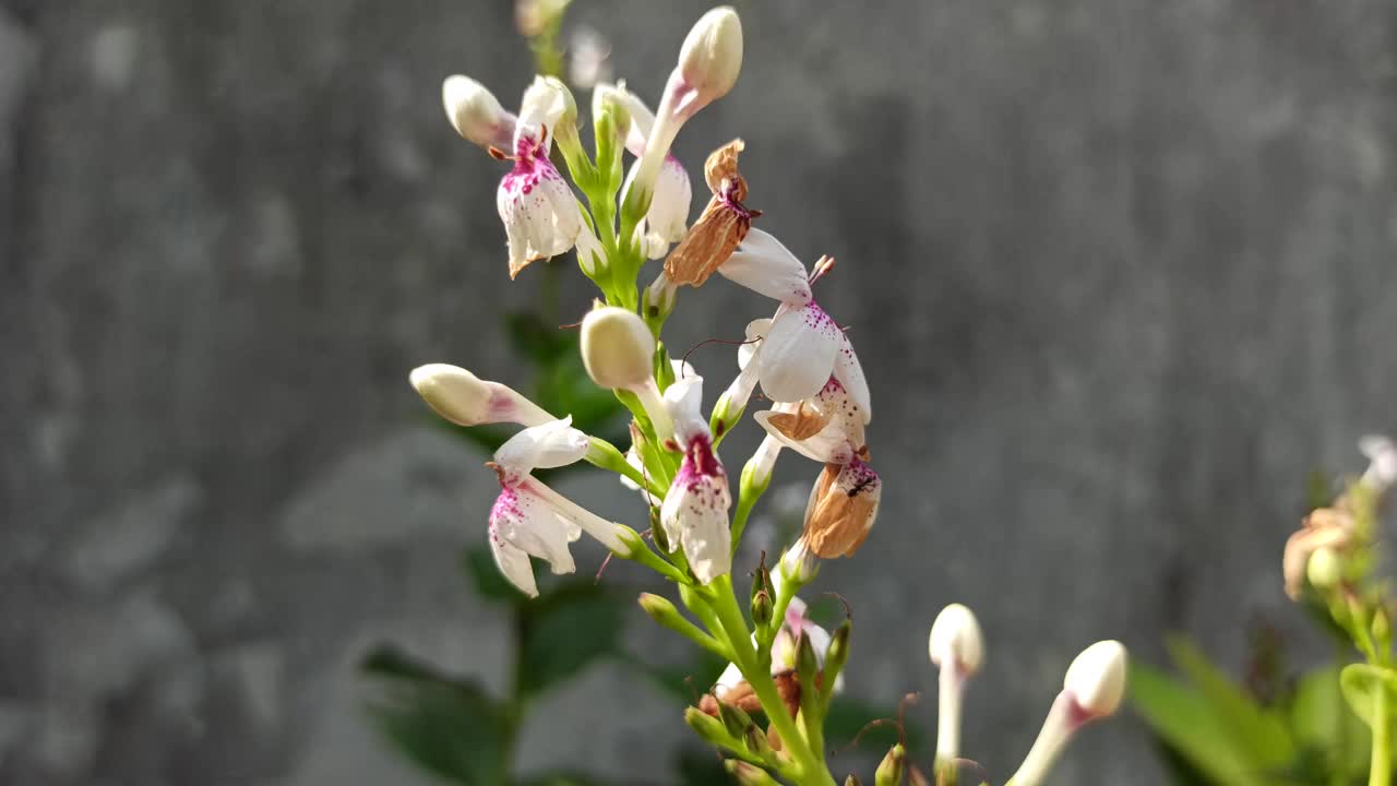 Pseuderanthemum reticulatum视频素材