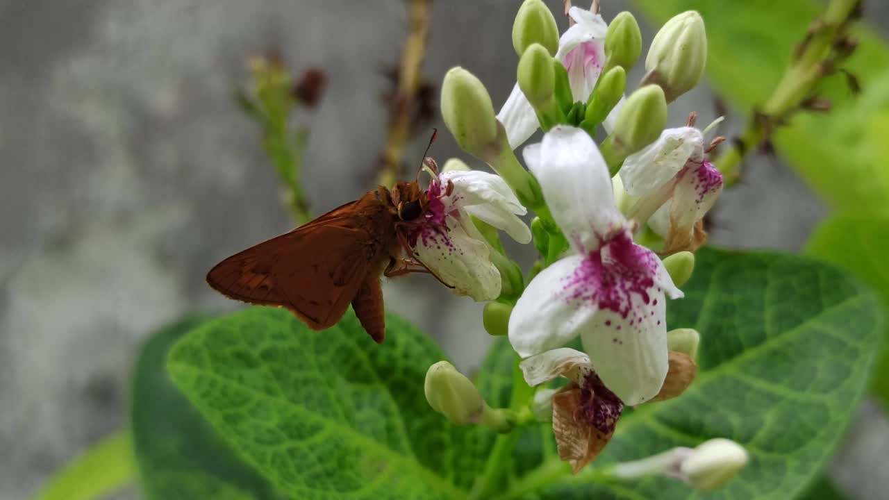 Pseuderanthemum reticulatum视频素材