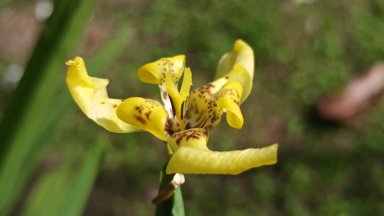 虹膜花视频素材