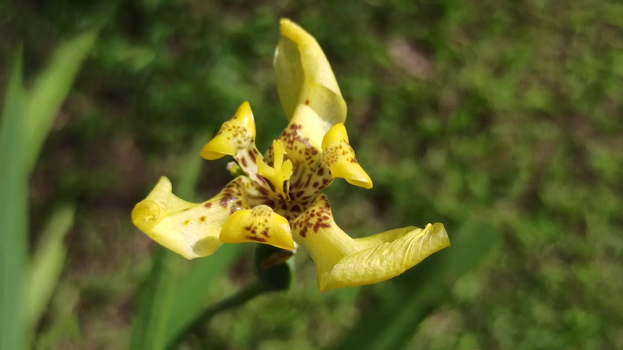 虹膜花视频素材