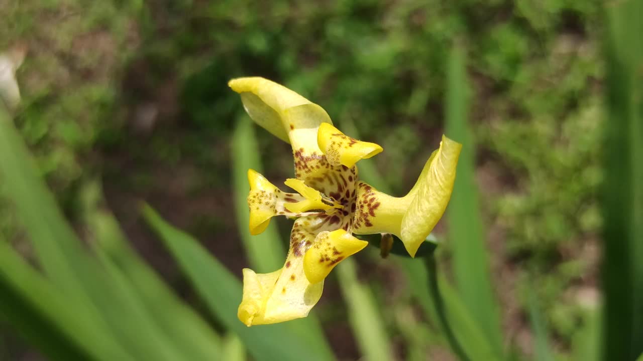 虹膜花视频素材