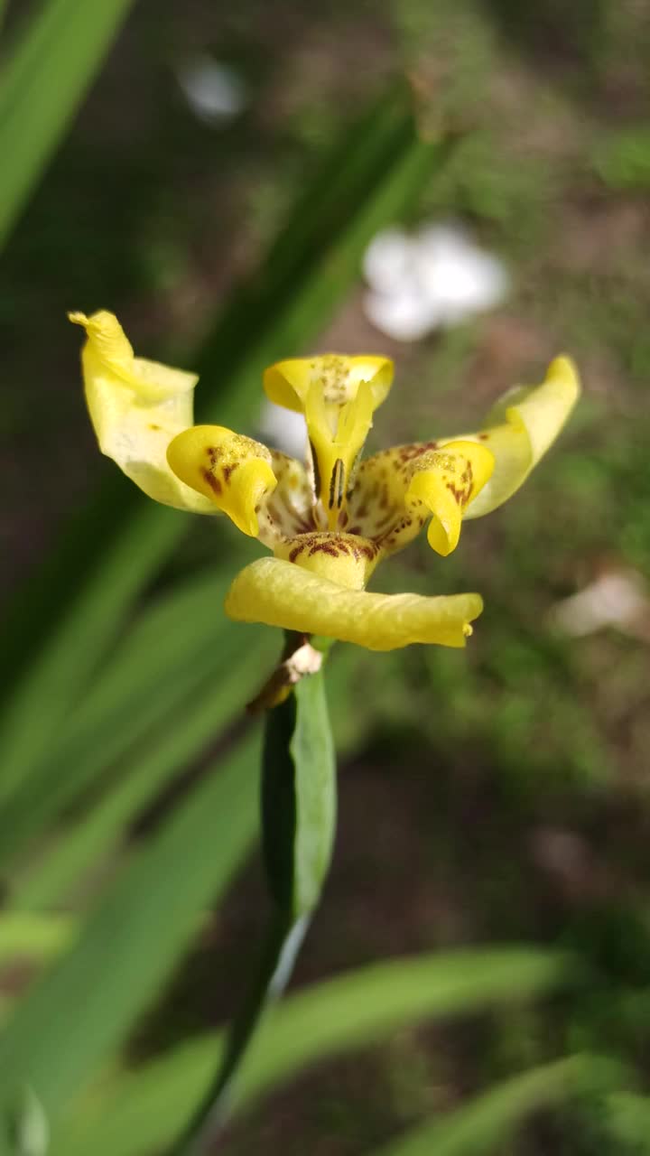 虹膜花视频素材