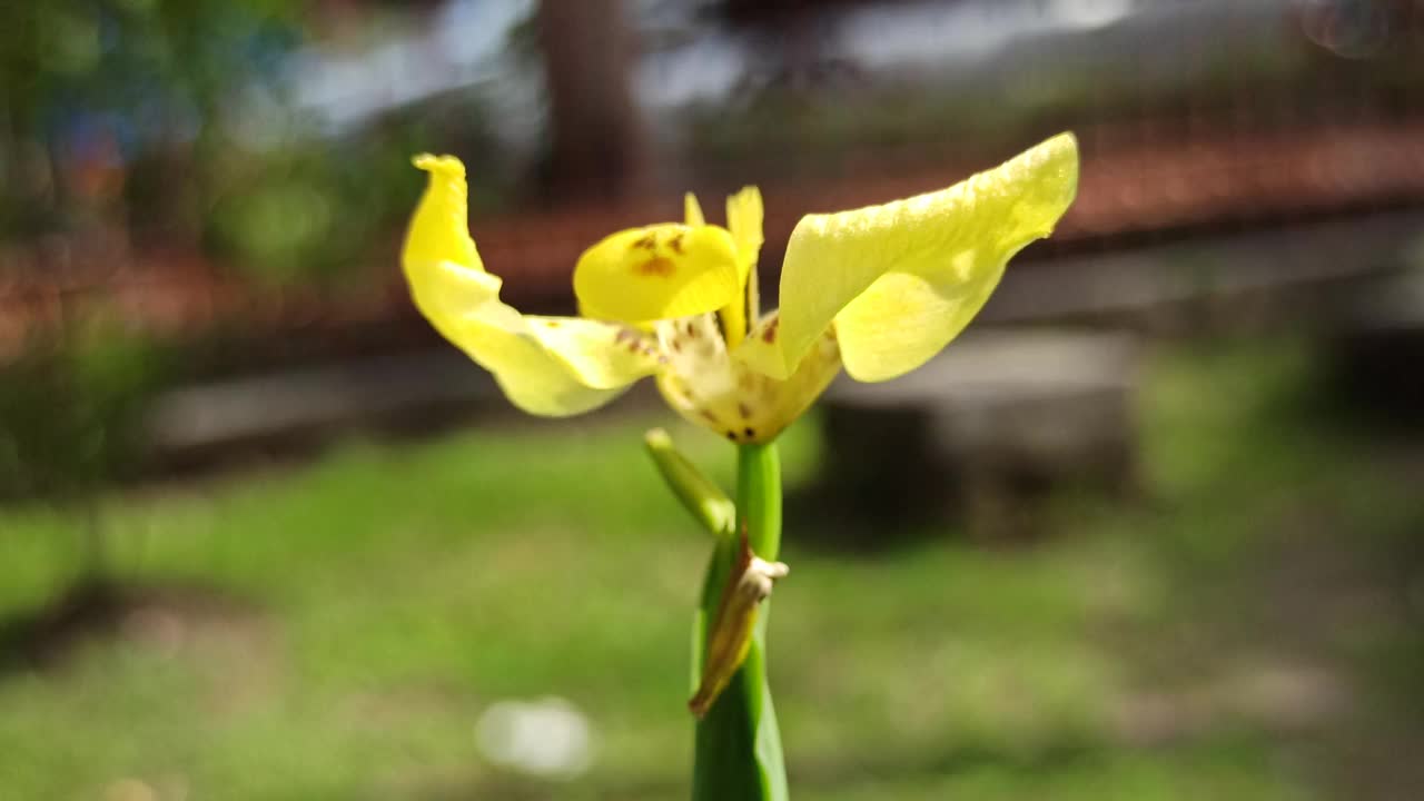 虹膜花视频素材