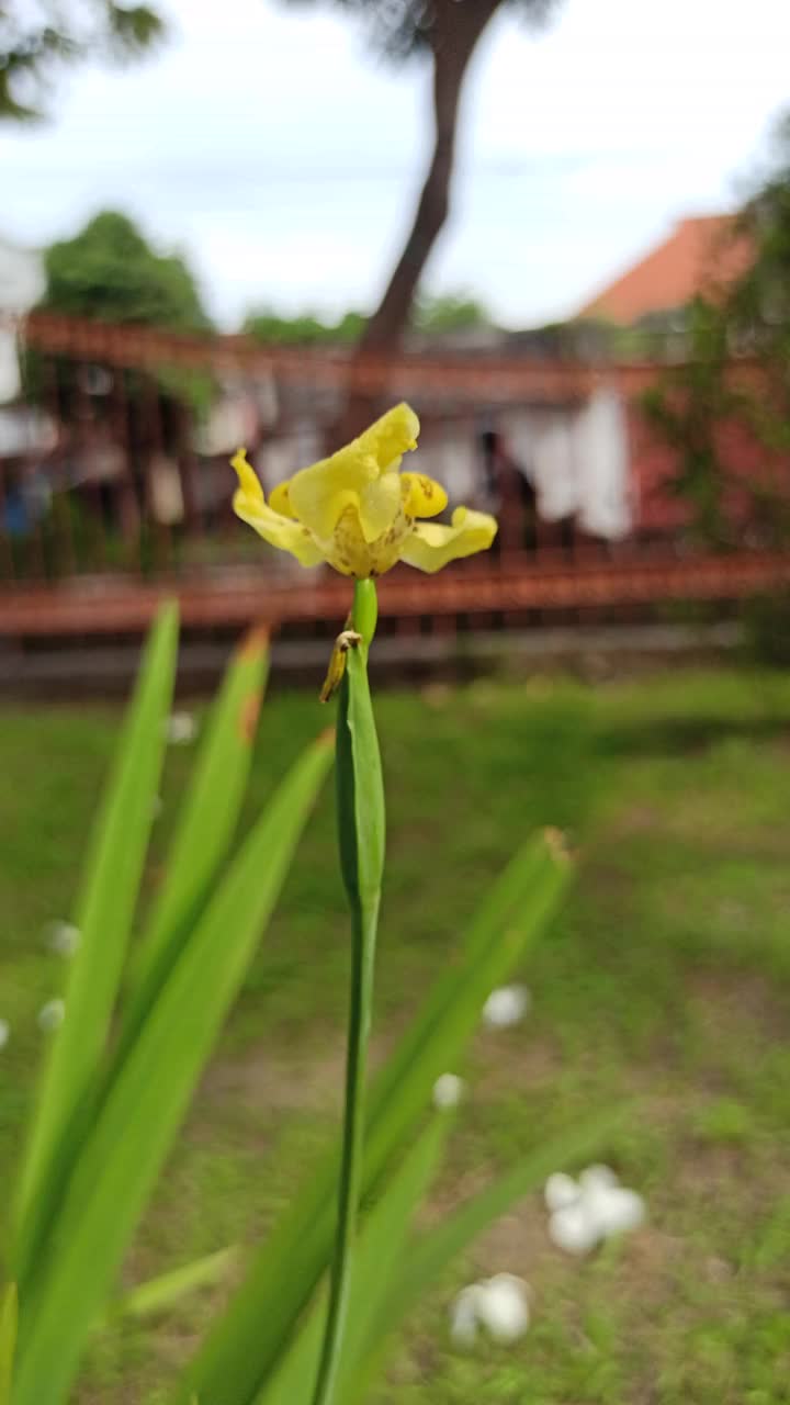 虹膜花视频素材