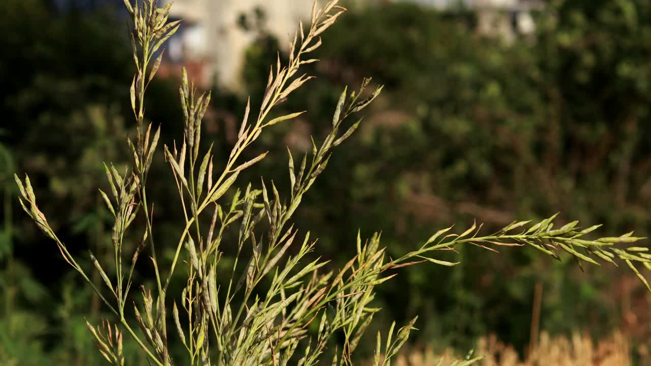 农田中的芥菜种植物视频素材