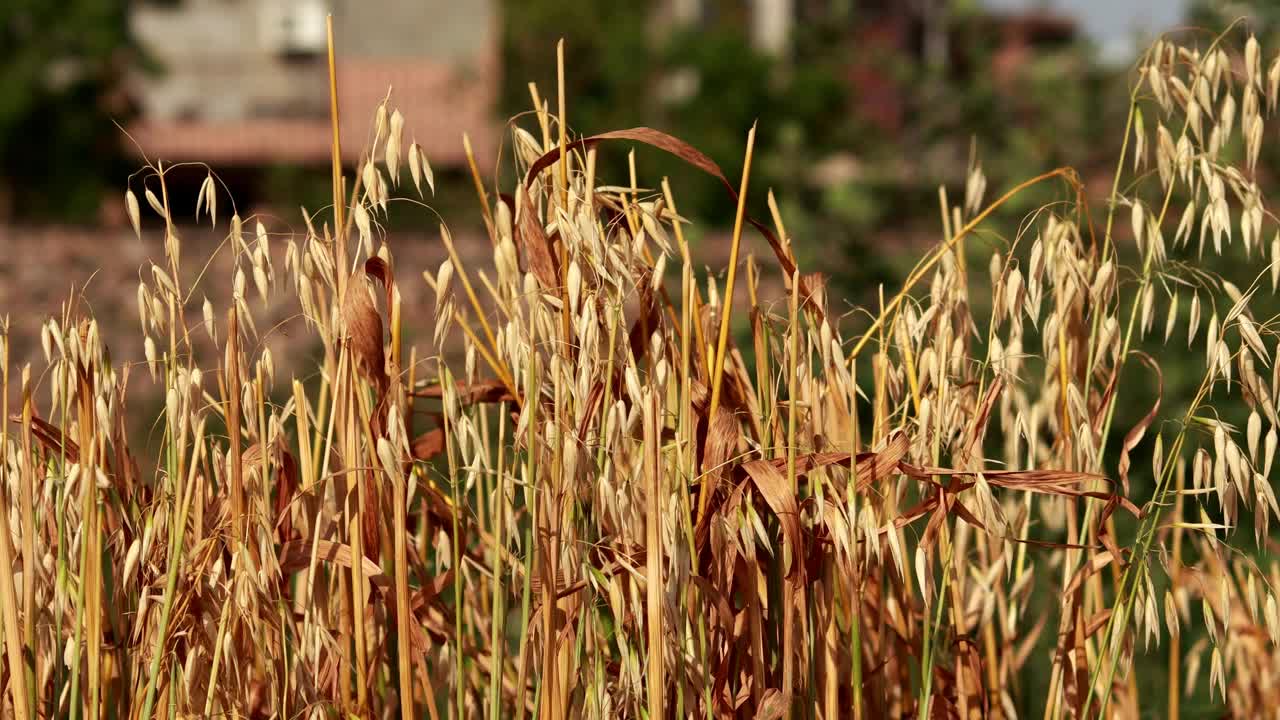 白天在农田里的燕麦视频素材