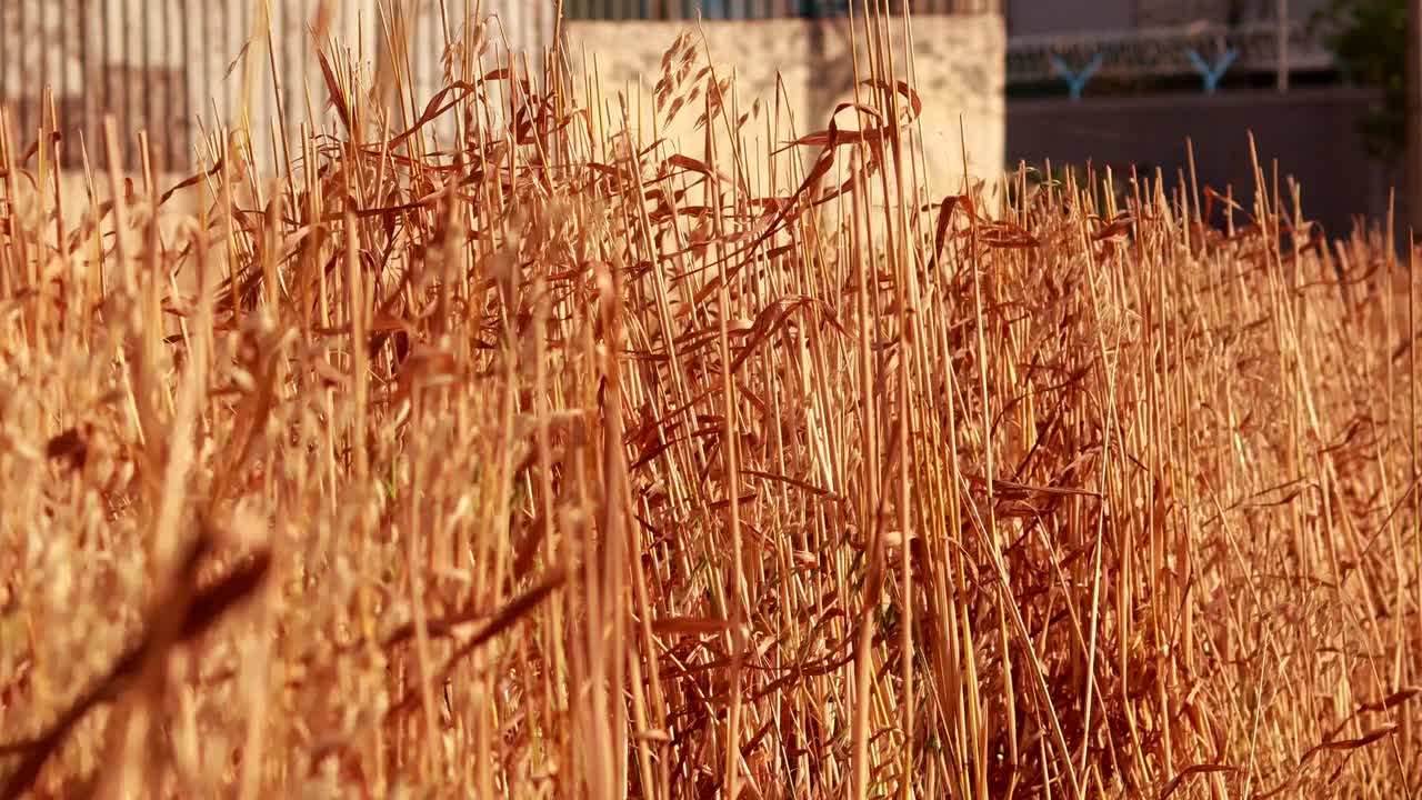 白天在农田里的燕麦视频素材