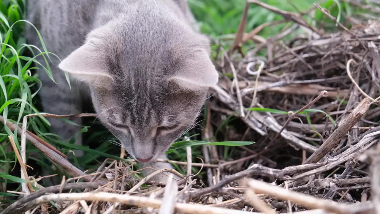 灰虎斑猫在草地上散步，玩狩猎游戏视频素材