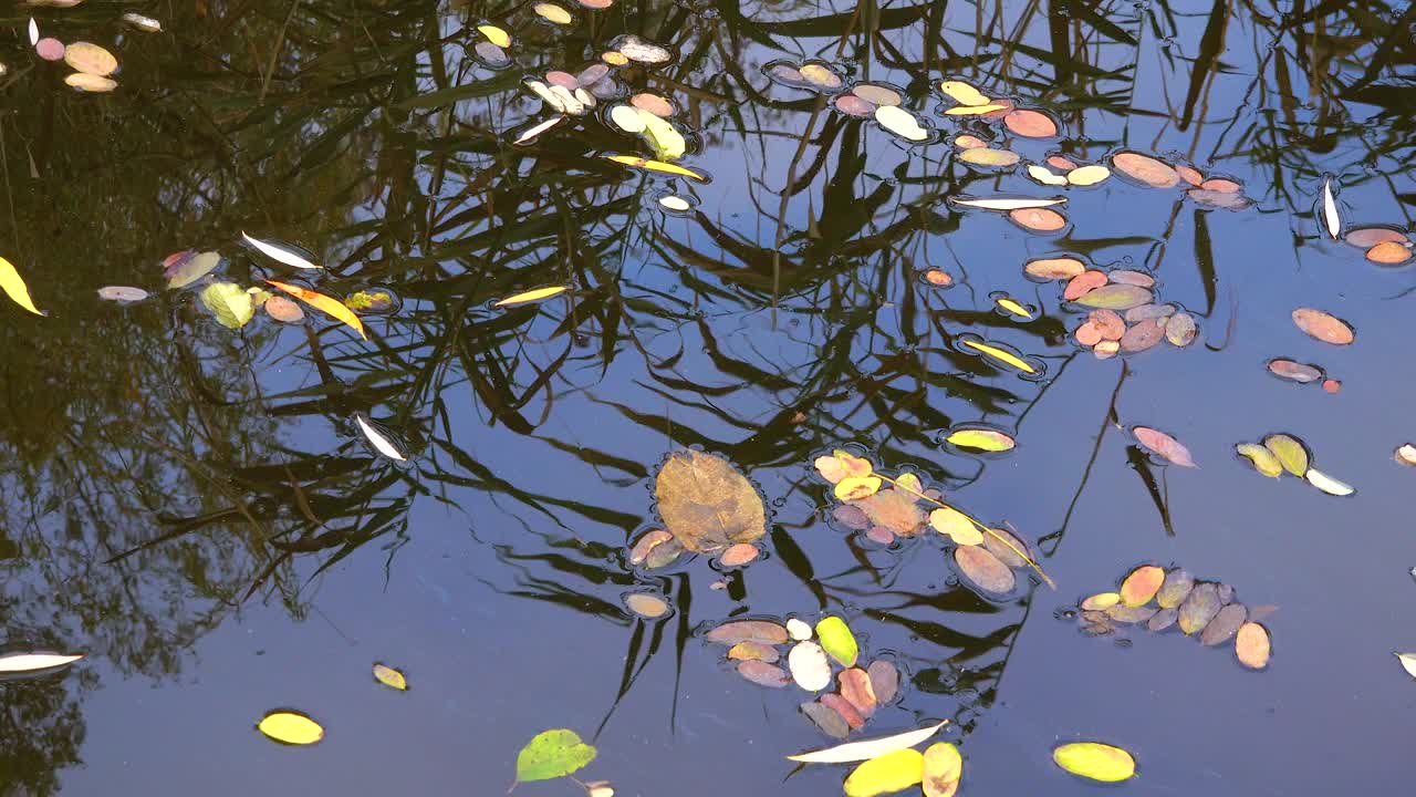 在一个小淡水湖上，秋天落下的黄叶漂浮在水面上。视频素材