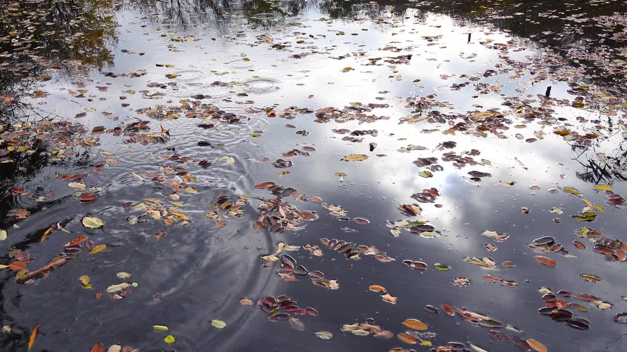 在一个小淡水湖上，秋天落下的黄叶漂浮在水面上。视频素材