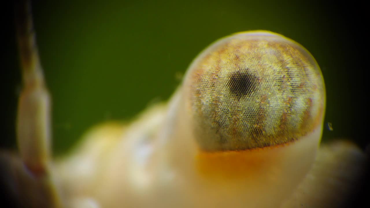 微距摄像，多面蟹眼游泳蟹(Macropipus holsatus)，黑海视频素材