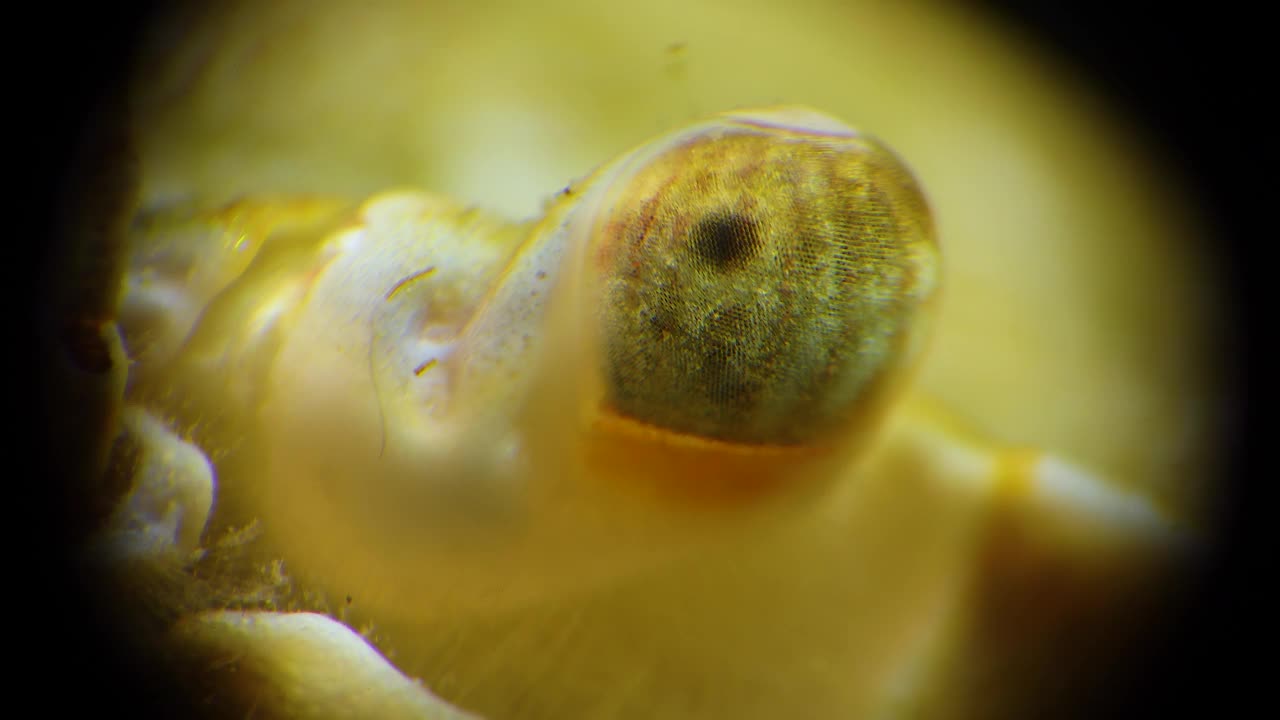 微距摄像，多面蟹眼游泳蟹(Macropipus holsatus)，黑海视频素材