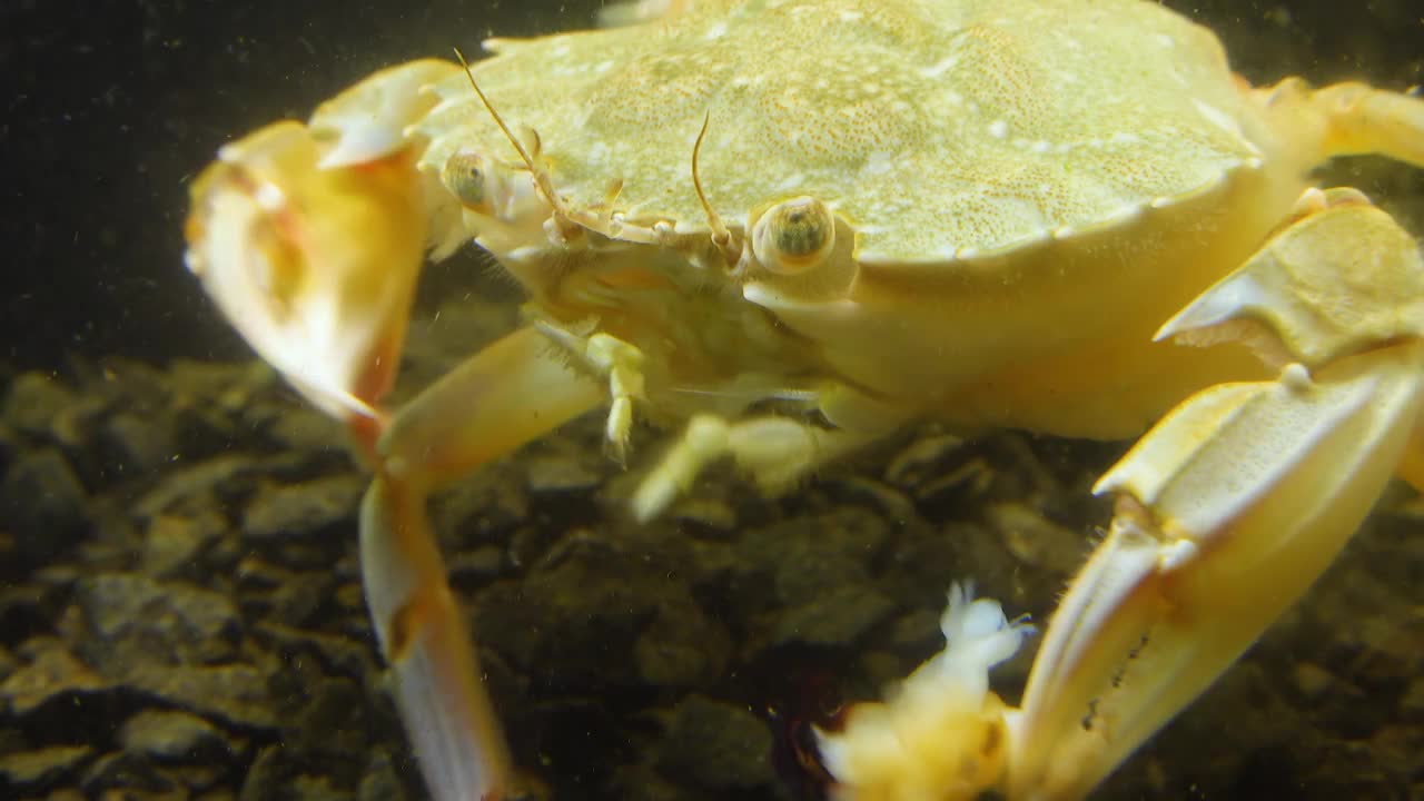 游蟹(Macropipus holsatus)吃贻贝肉，产自黑海视频素材