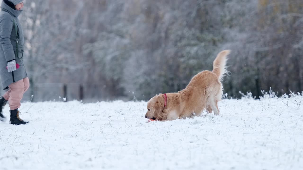 金毛猎犬和主人在雪地上散步视频素材