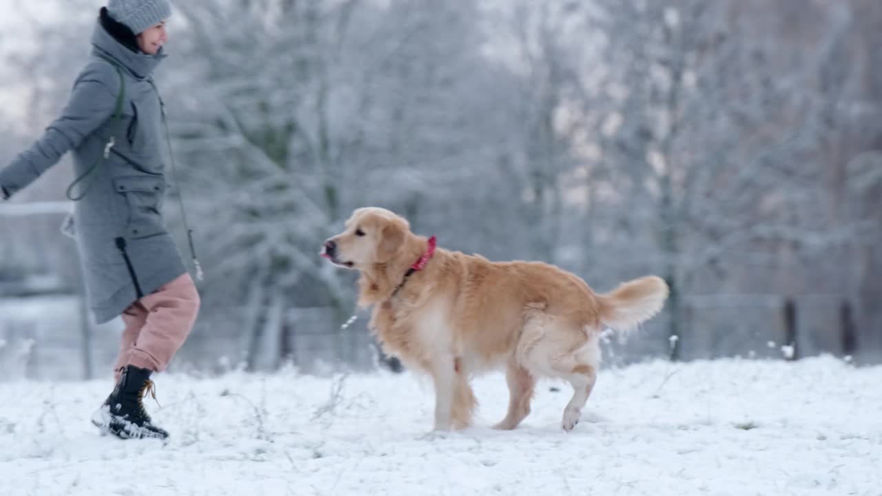 女主人在雪地上向她可爱的金毛猎犬扔玩具视频素材