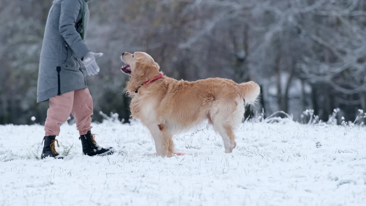 女孩在雪地上抚摸她的金毛猎犬视频素材