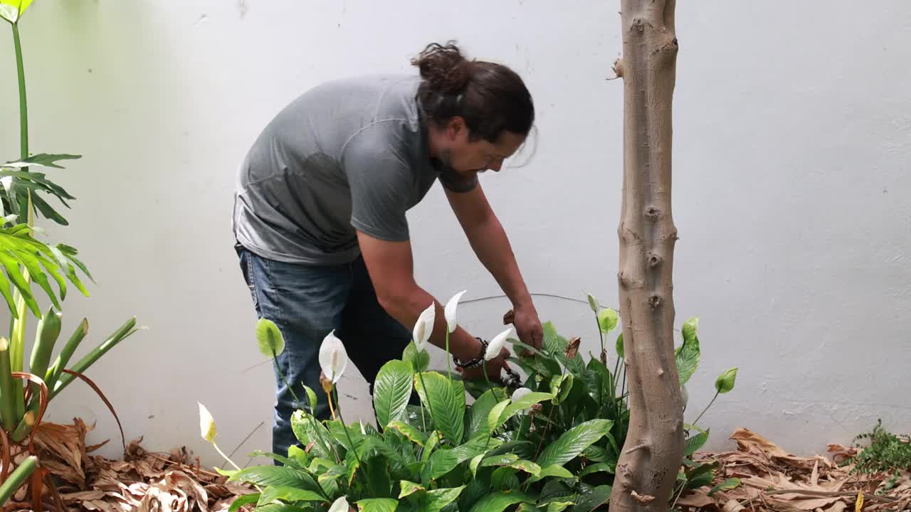 一个清理和修剪野生植物的人视频素材