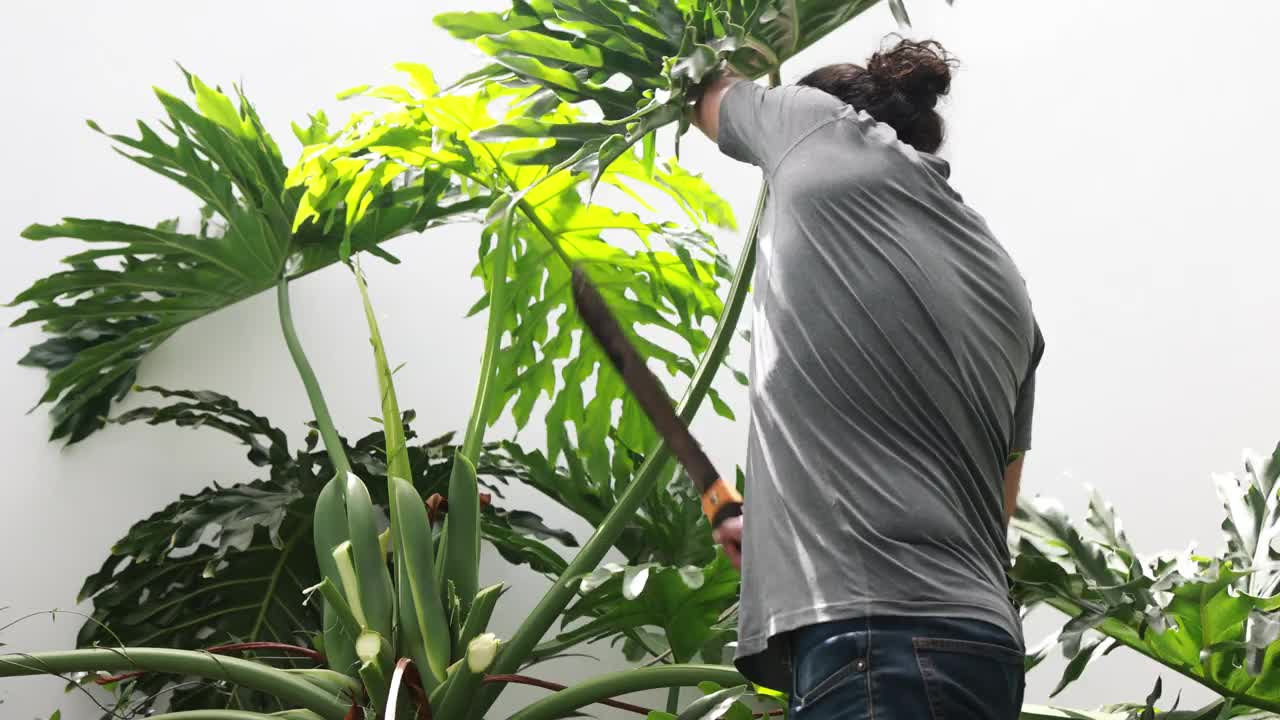 一个清理和修剪野生植物的人视频素材