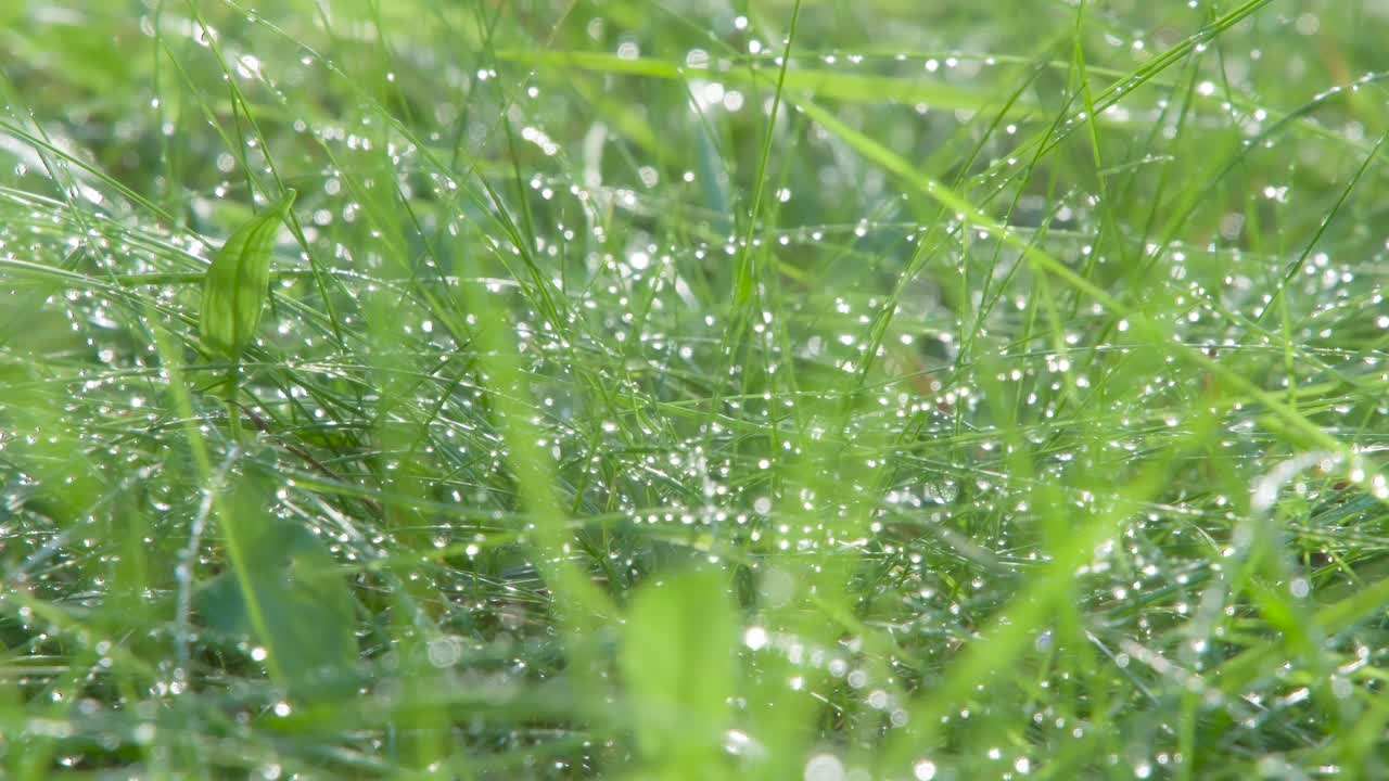 阳光下草地上的露珠视频素材