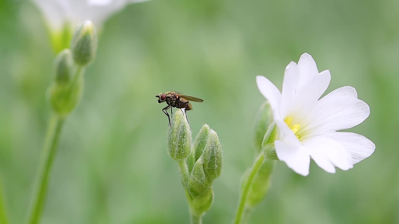 苍蝇在白色花蕾上蹭腿视频下载