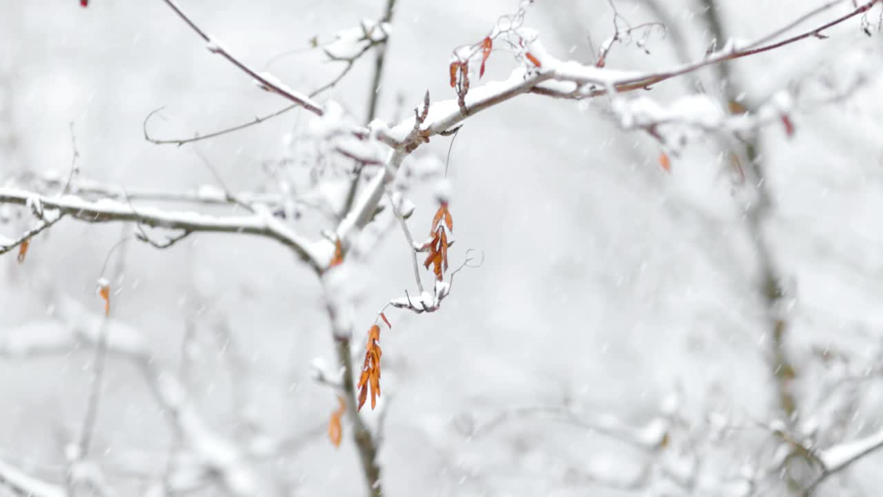 降雪背景下的树枝。片片雪花飘落在冬日的风景中。视频素材