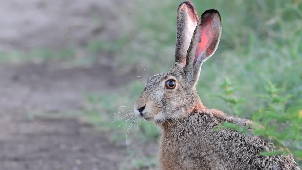 欧洲野兔(Lepus europaeus)，也被称为棕色野兔，正站在一条乡间小路上。棕色蓬松的皮毛，长耳朵，大眼睛视频素材