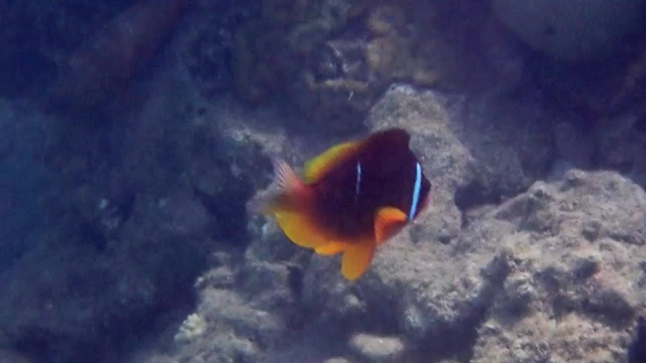 小丑鱼(Amphiprion bicinctus)与海葵共生，栖息在珊瑚礁中视频素材