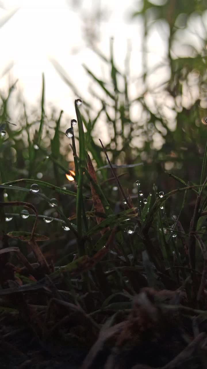 露珠之景视频素材