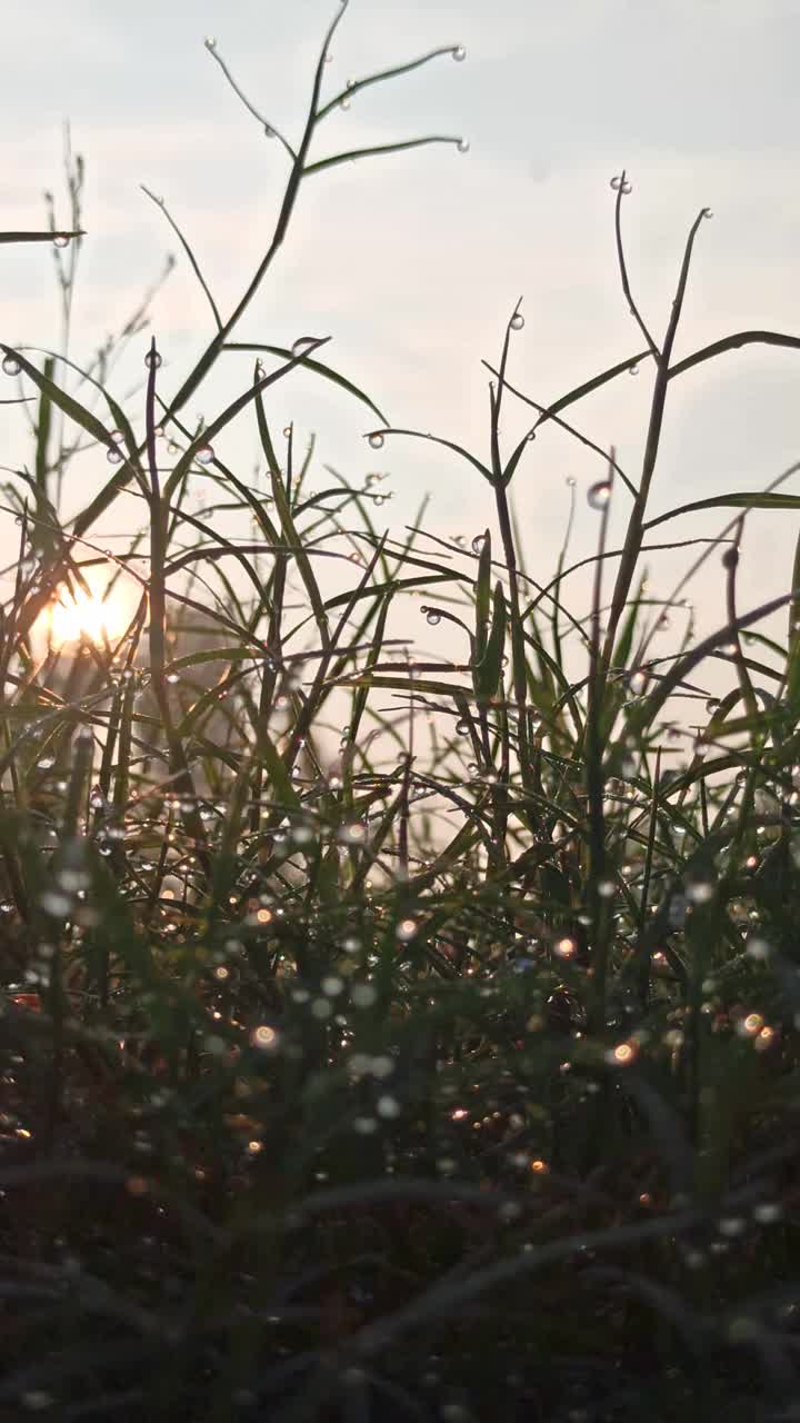 露珠之景视频素材