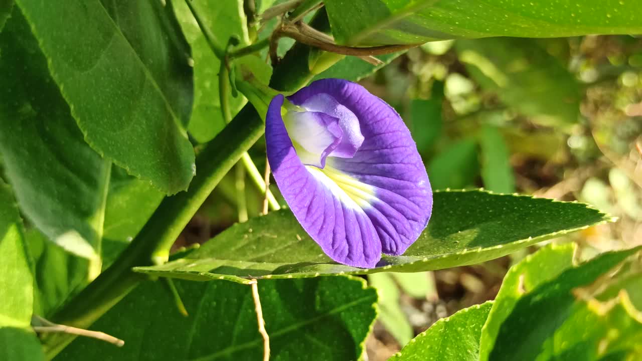 蝴蝶豌豆花视频素材