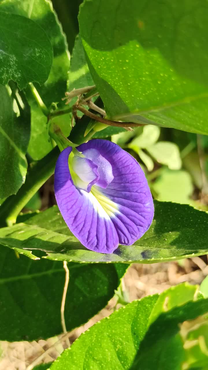 蝴蝶豌豆花视频素材