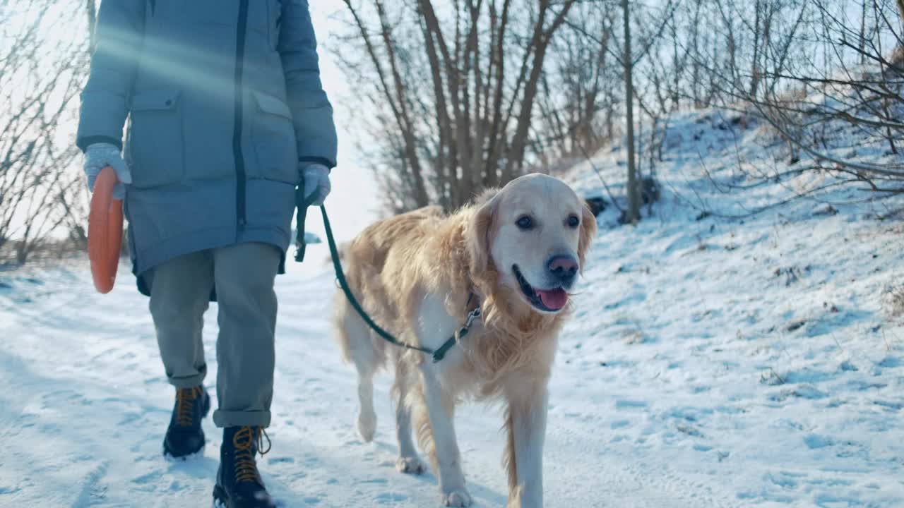 冬天散步时拴着皮带的可爱狗视频素材